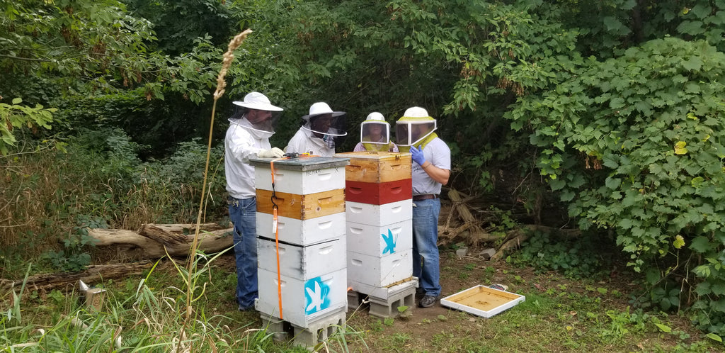 Program helps veterans find camaraderie through beekeeping