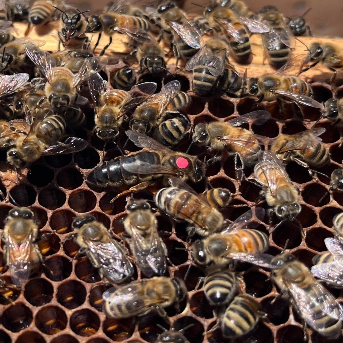 Honey Bee Queens, queen bee – Bee Wise Farms, LLC