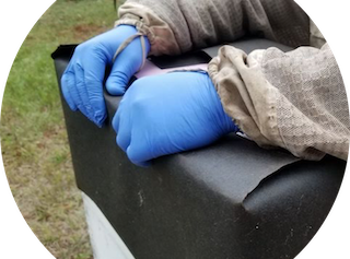 Winter Hive Check
