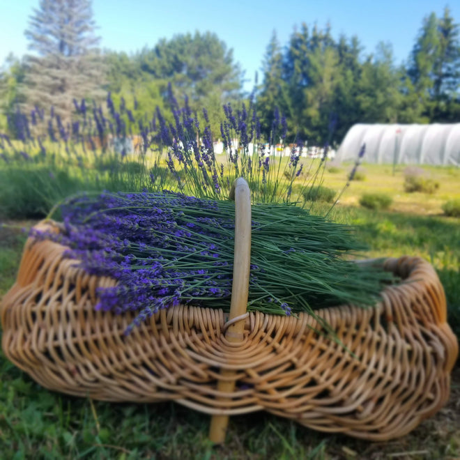 LAVENDER