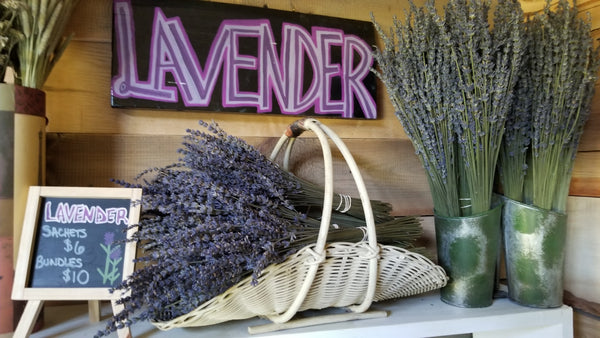 Lavender 101 Experience