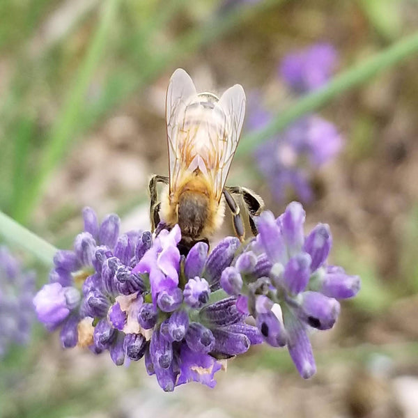 Lavender 101 Experience