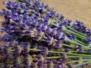 Lavender 101 Experience