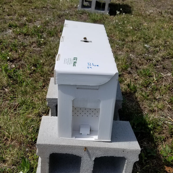 5 FRAME NUC IN A JESTER BOX