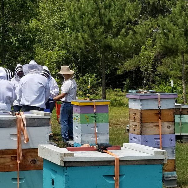 Beekeeping Course: Beekeeping Above the 45th Parallel