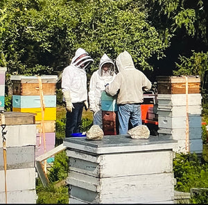 Beekeeping Experience